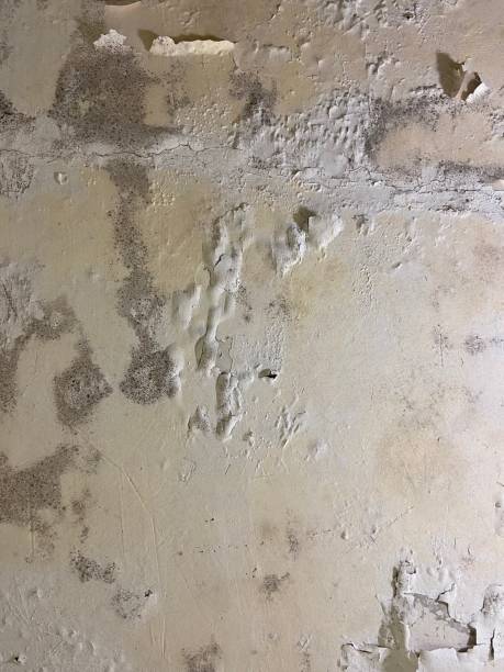 Best Residential Mold Removal  in Gurnee, IL