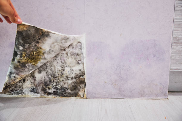 Best Office Mold Removal Services  in Gurnee, IL